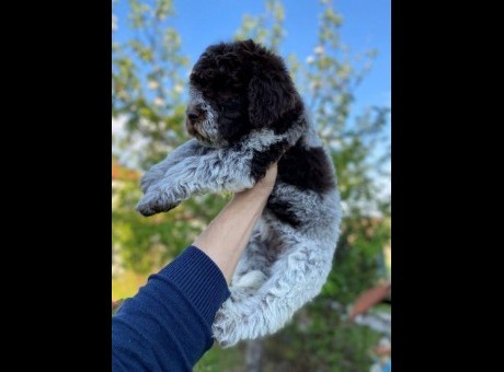 lagotto 01.jpg